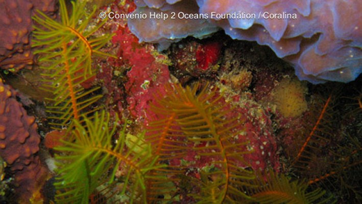 Feather star (1)2